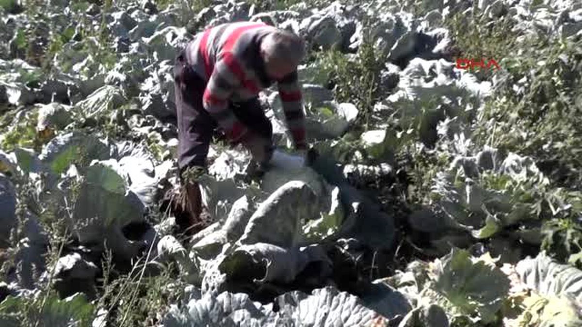 Muş\'ta Lahana Hasatı