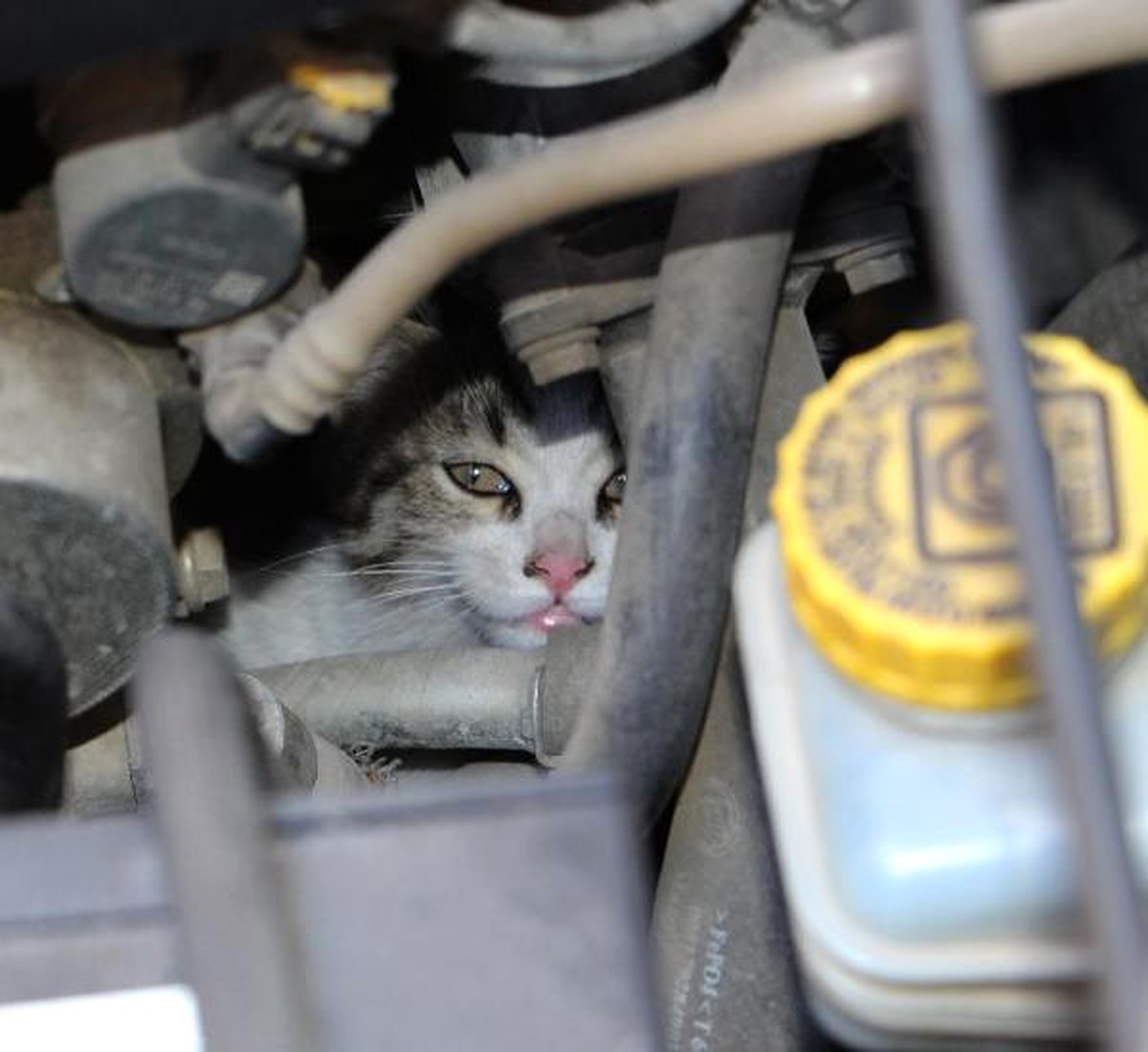 Otomobil Motorlarına Giren Kedi Yavrusu Ekipleri Bıktırdı