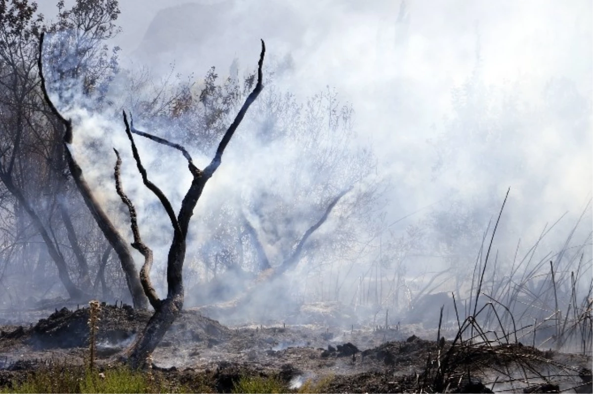 Torpilden Çıktığı İddia Edilen Yangında 30 Dönüm Ormanlık Alan Kül Oldu