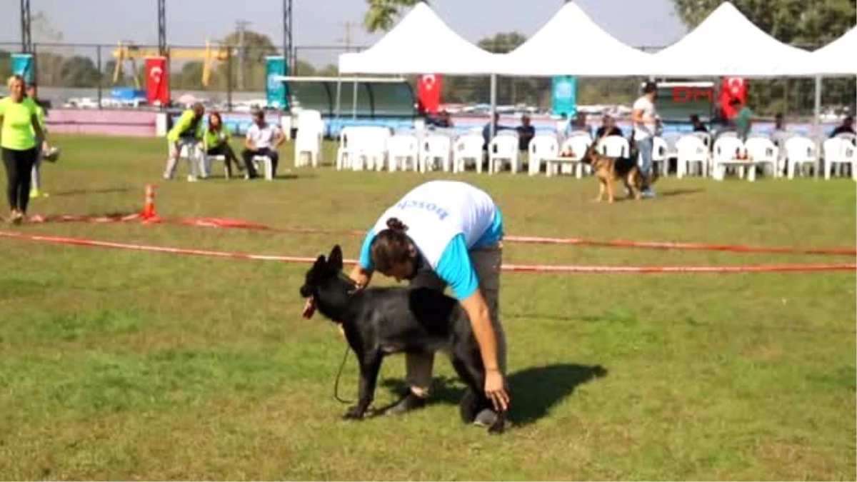 Alman Çoban Köpekleri, Sokak Hayvanları İçin Yarıştı