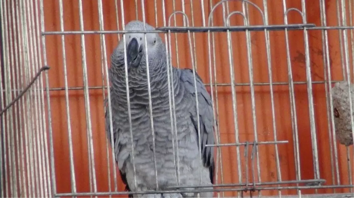 Böyle Papağan Görülmedi