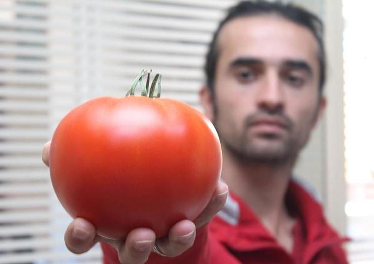 Çal Domatesi, Gürcistan Pazarında