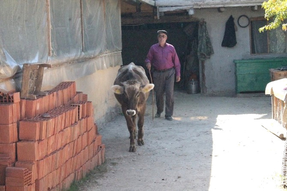 Yeni Köylerinde Ahır Olmayınca, Buzağılarına Evlerinde Bakıyorlar