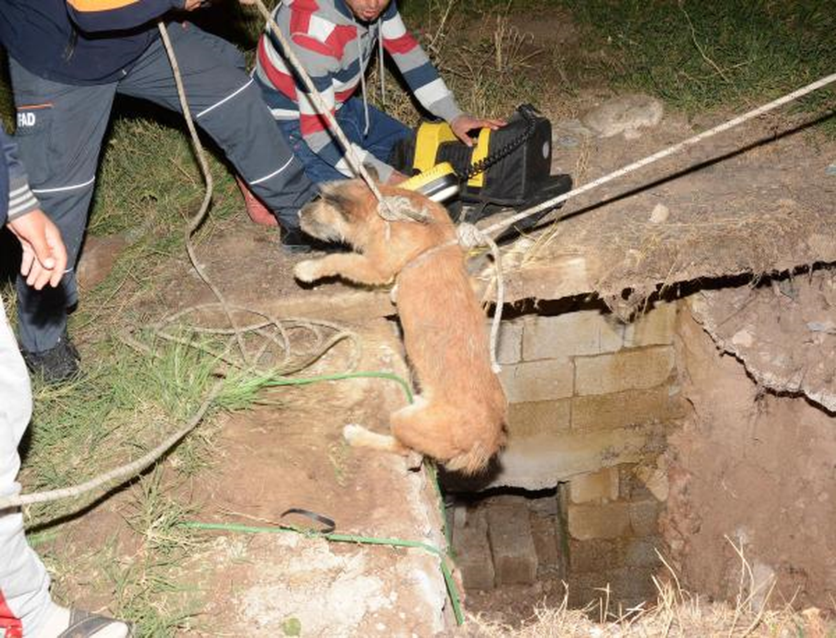 1 Haftadır Kayıp Olan Köpek Boş Kuyuda Bulundu