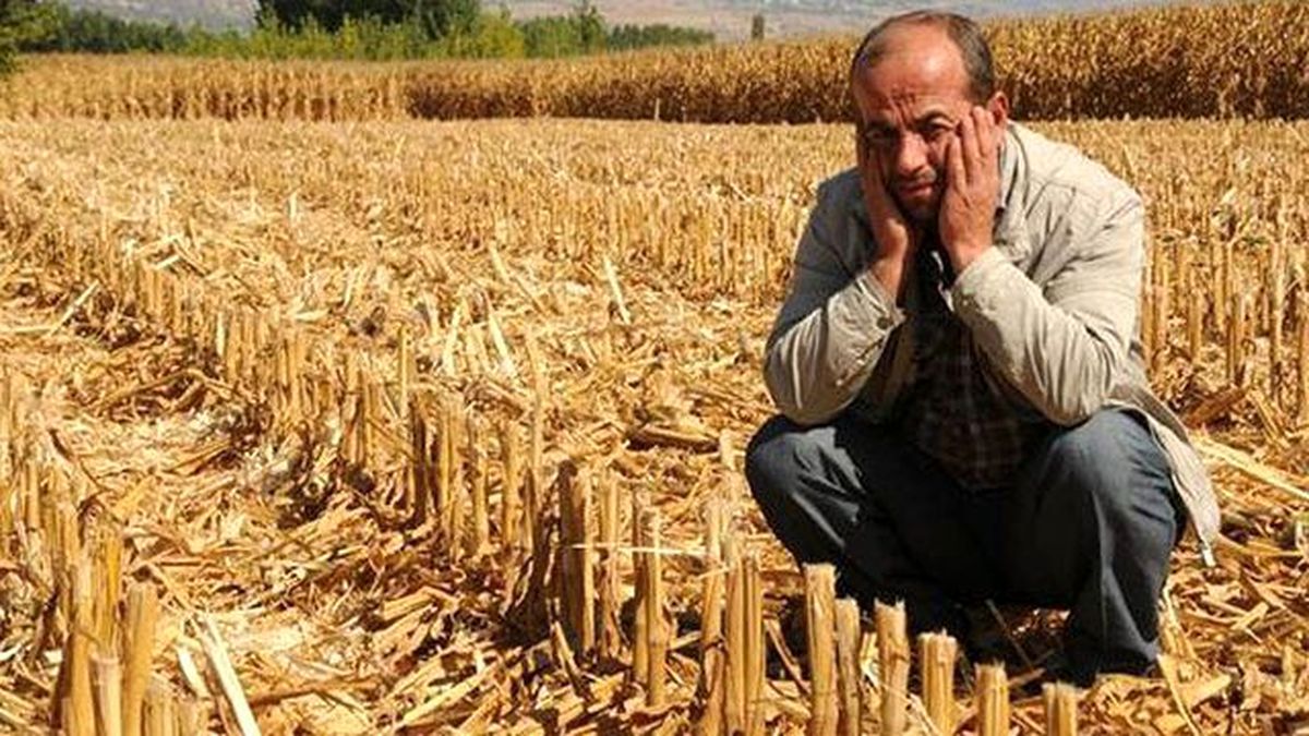 15 Dönümlük Mısırı Hasat Ederek Çaldılar