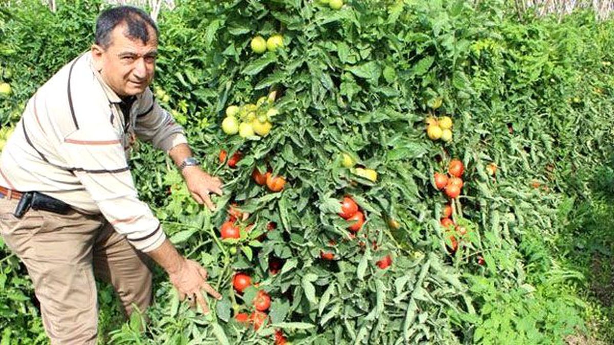 Bakan Devrim Gibi Düzenlemenin Müjdesini Verdi: Devlet Ekilmeyen Tarlayı Kendi Ekecek