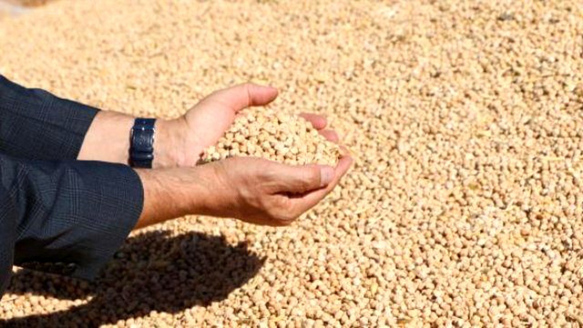 Görüntülü Haber) Adıyaman\'da Sertifikalı Tohum Üretimi Artıyor