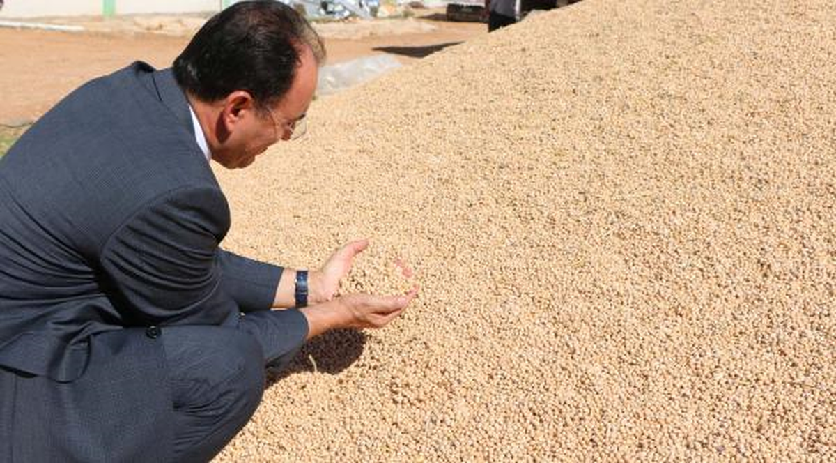 Adıyaman\'da Sertifikalı Tohum Üretimi Artıyor