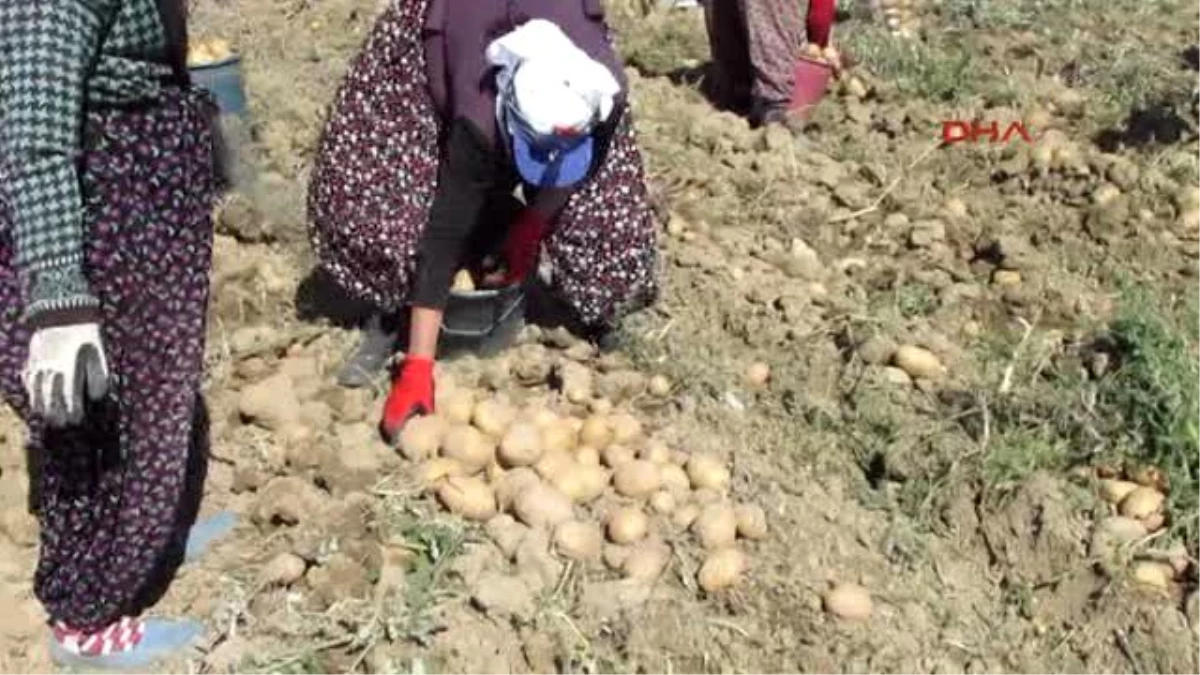 Afyonkarahisar Sandıklı\'da Patates Üreticisi Umduğunu Bulamadı