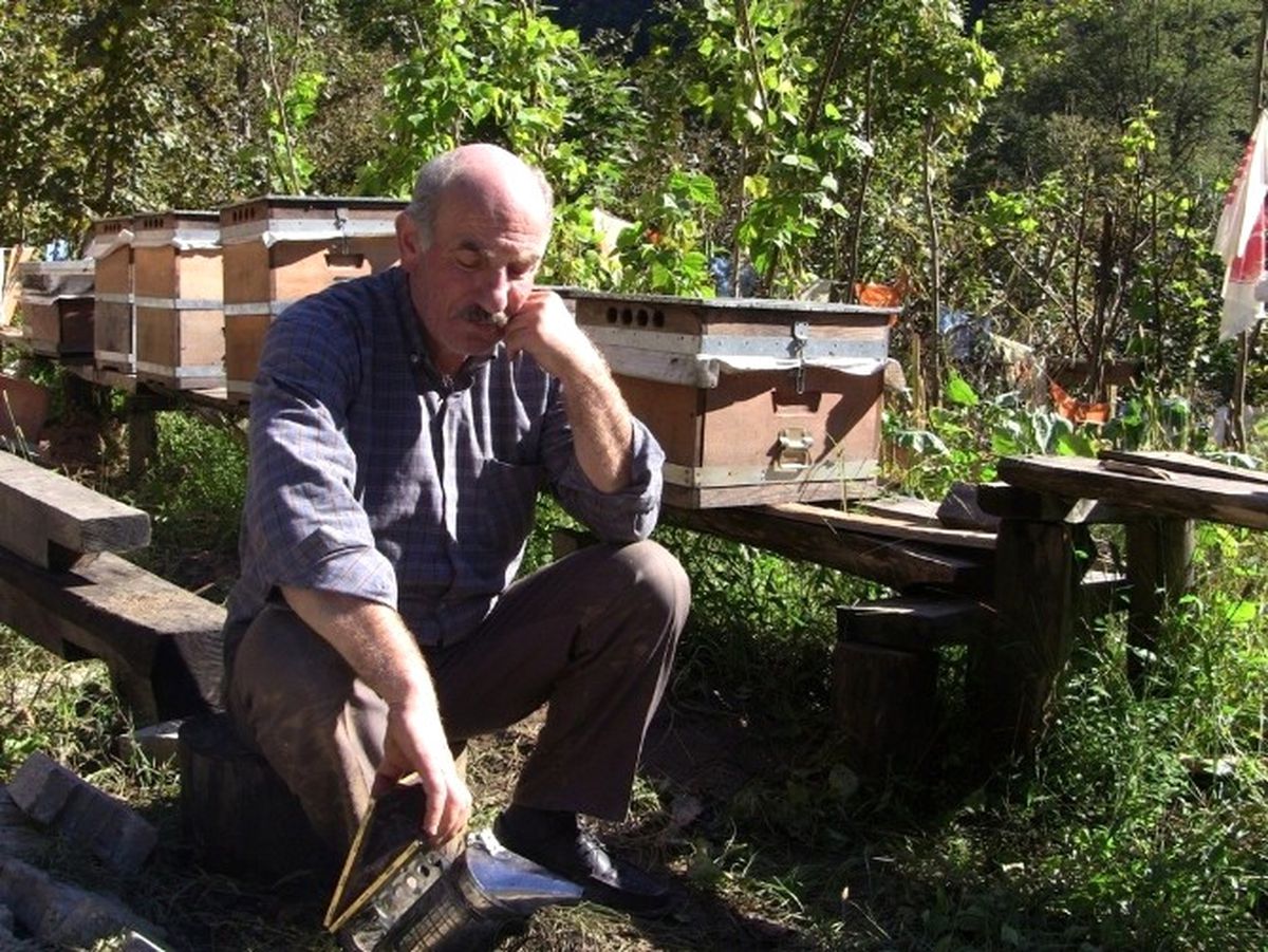 Artvin'de Bir Arıcının Kovanlarına Ayı Saldırdı, Tahribat Büyük