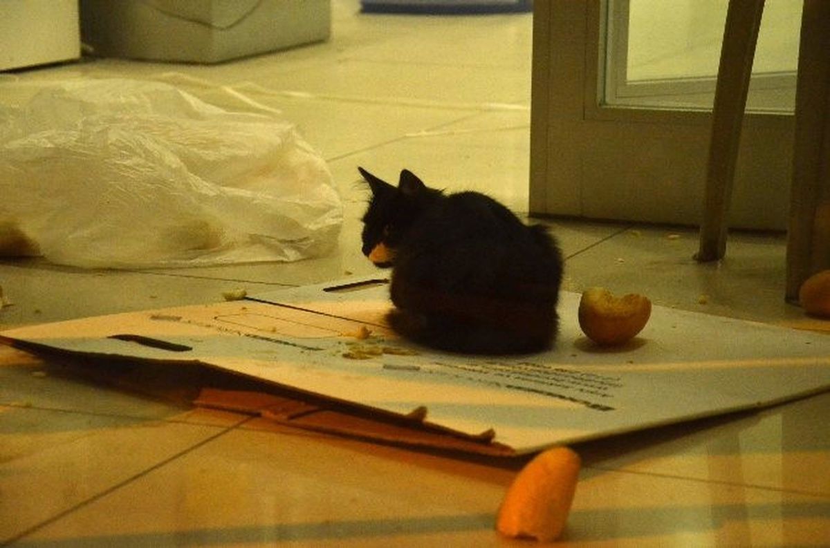 Bank Asya\'da "Kedi" Operasyonu