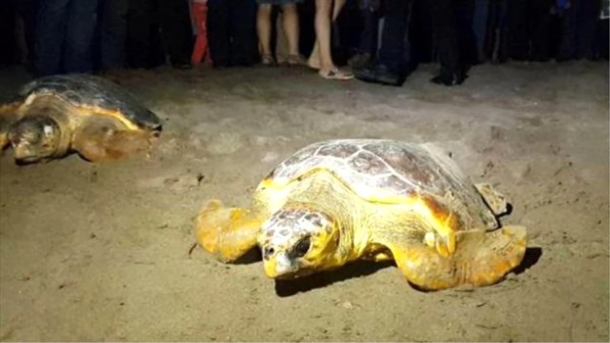 Görüntülü Haber) Tedavisi Tamamlanan 8 Deniz Kaplumbağası Denizle Buluşturuldu
