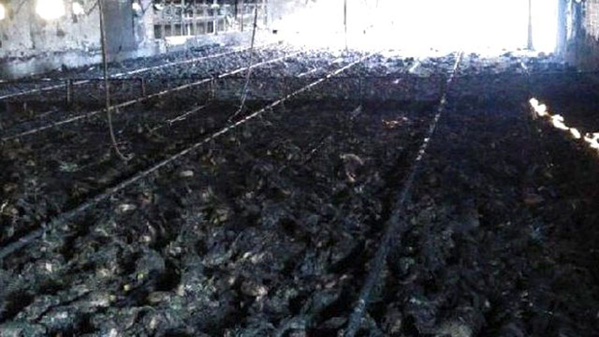 Kocaeli'de 21 Bin Tavuk Yandı