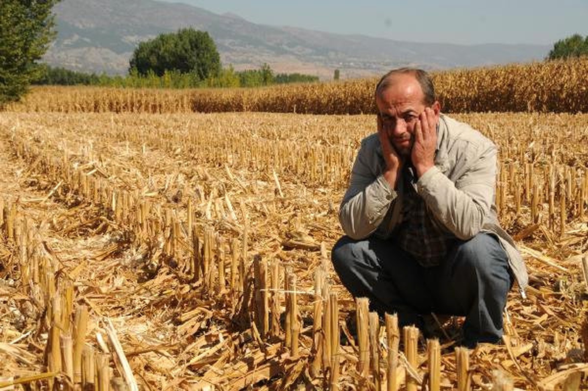 Mısır Tarlasında Hasat Hırsızlığı İddiası