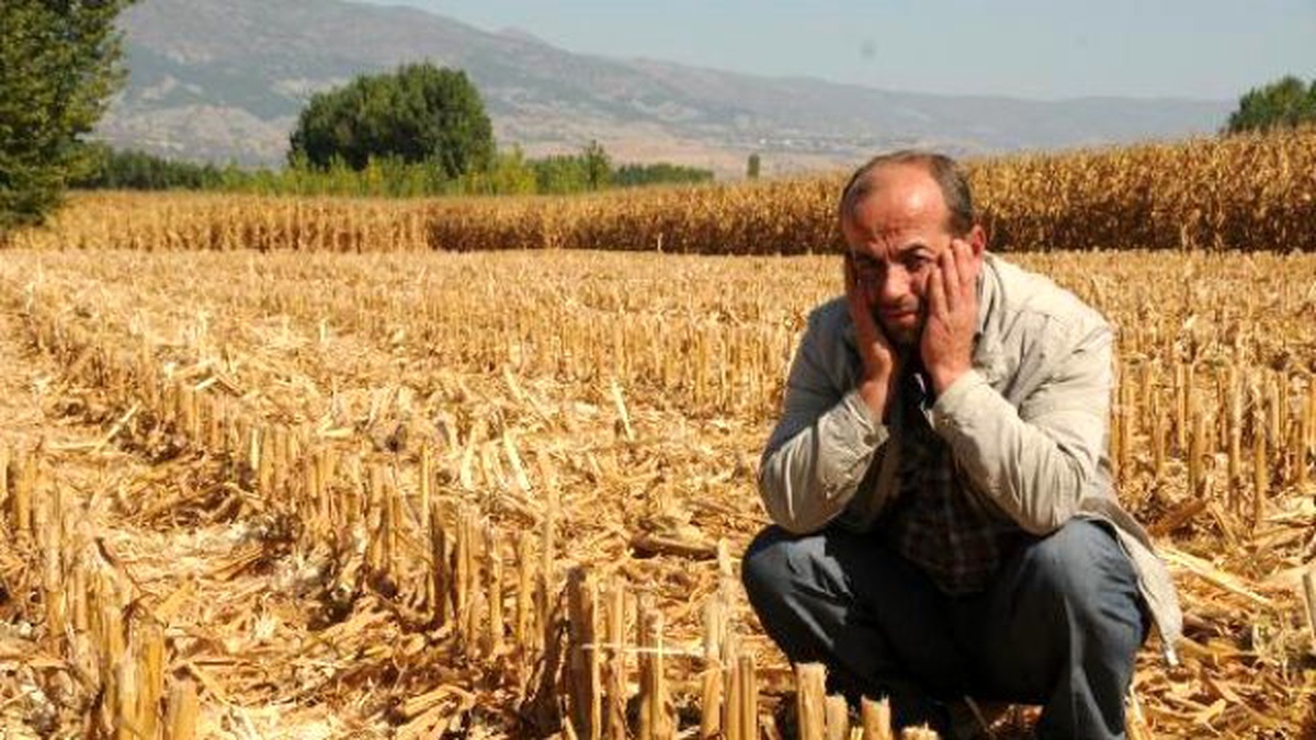 Görüntülü Haber) Mısır Tarlasında Hasat Hırsızlığı İddiası