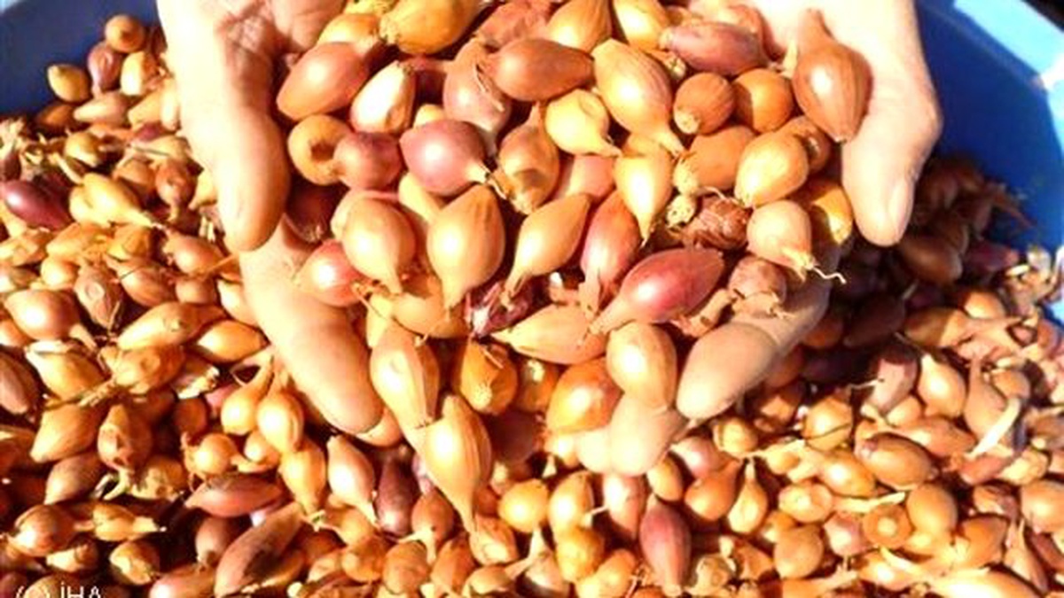 Soğan Üreticisinin Umudu "Rusya Kapısı"Nda