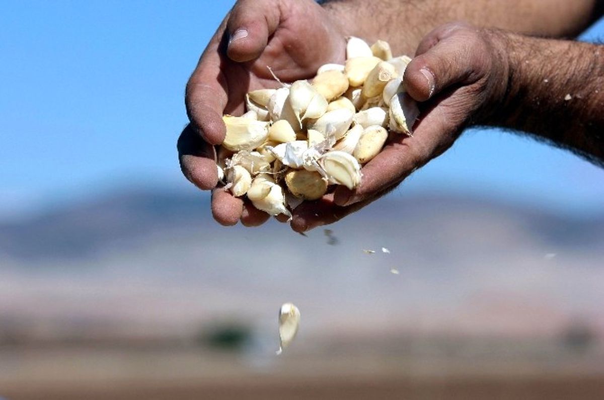 Taşköprü\'nün Beyaz Altınına Araban Rakibi