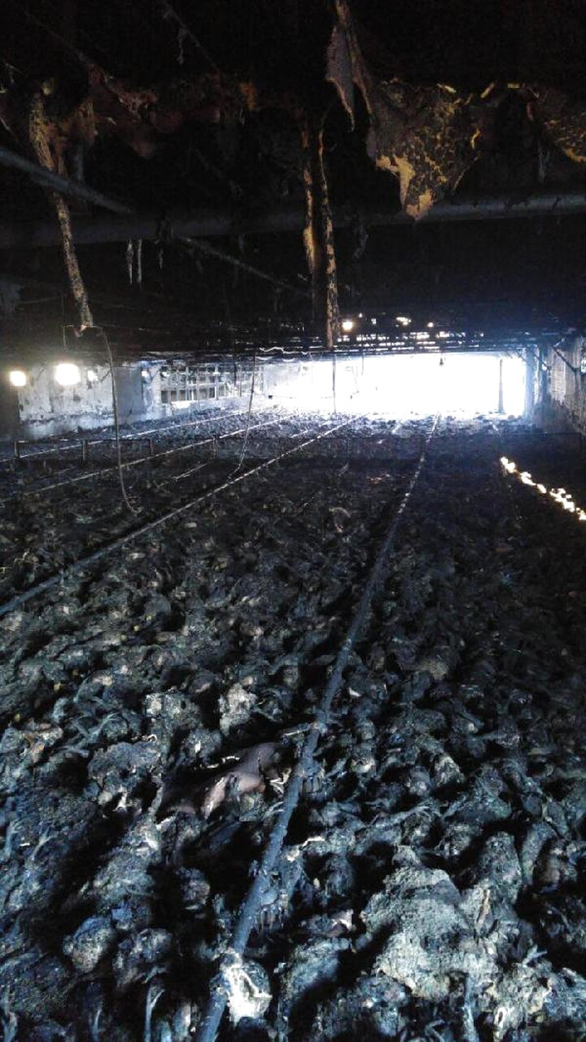 Tavuk Çiftliği Yandı, 21 Bin Tavuk Telef Oldu