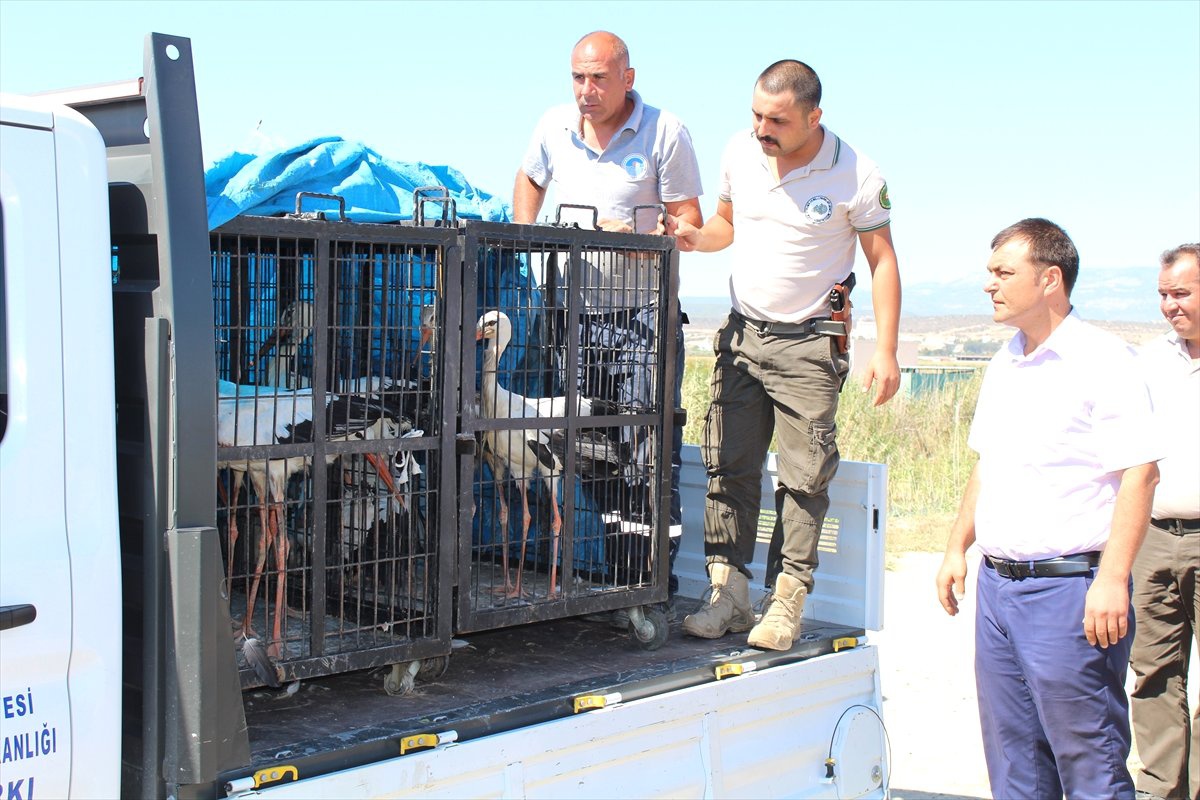 Tedavi Edilen Kuşlar Doğaya Salındı