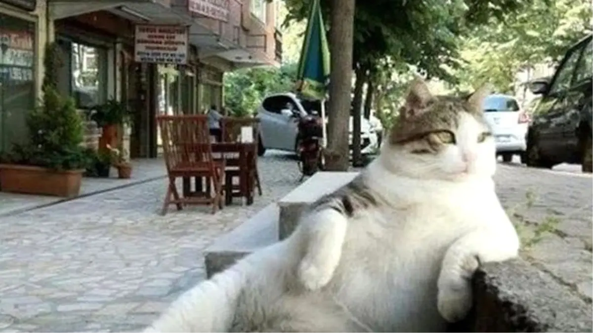 Ziverbey Sokaklarının Efendisi \'Tombili\'nin Heykeli Açılıyor