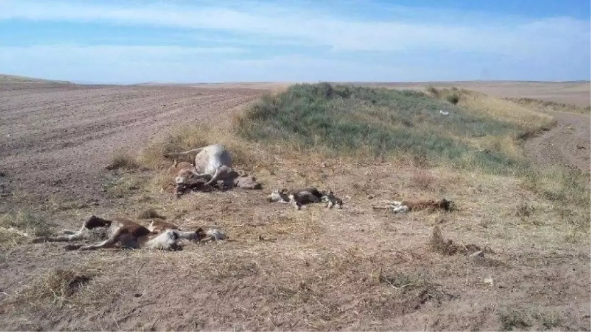 1 İnek, 9 Buzağı Boğazı Kesilerek Öldürüldü