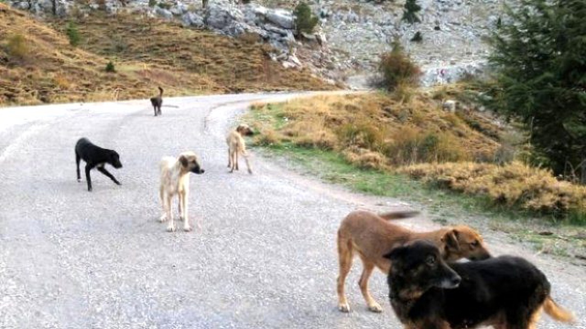 Antalya Dağ Başına Terk Edilen Onlarca Köpek Yaşam Mücadelesi Veriyor