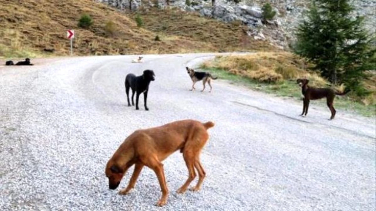 Antalya Köpekler Dağa Terk Edildi