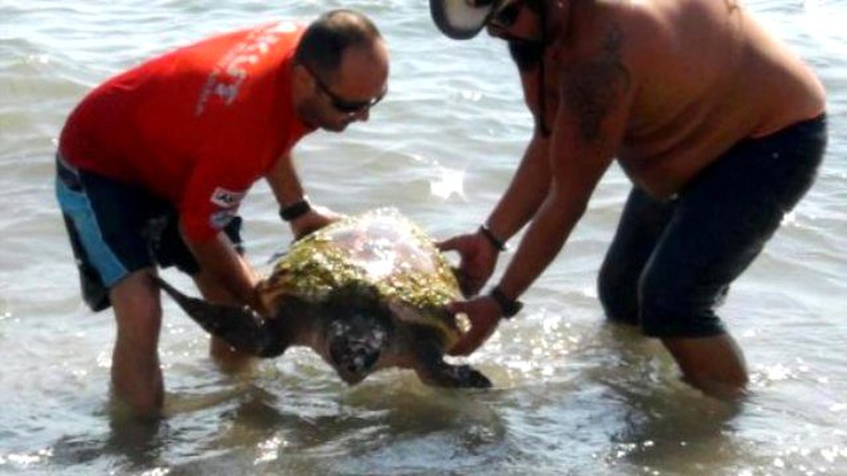 Caretta Caretta Kurtarma Operasyonu