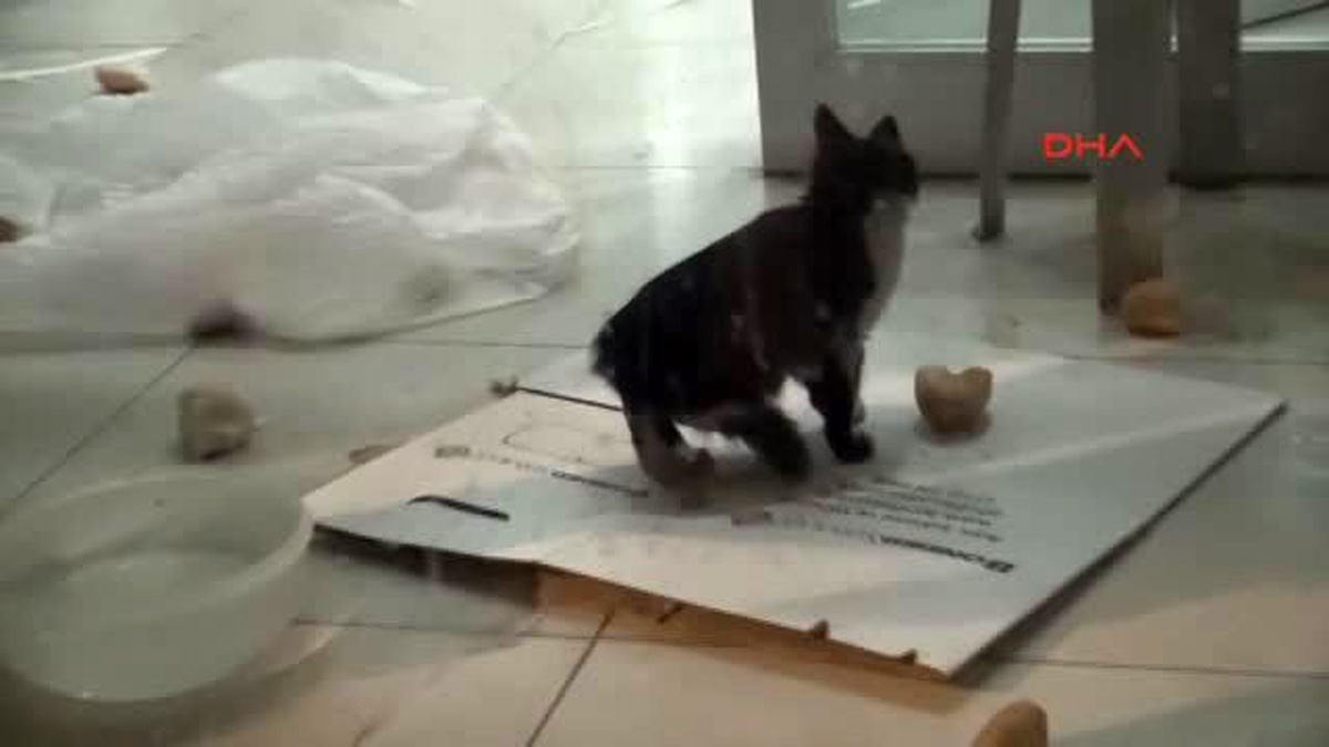 Bank Asya\'da Kedi Yakalama Operasyonu