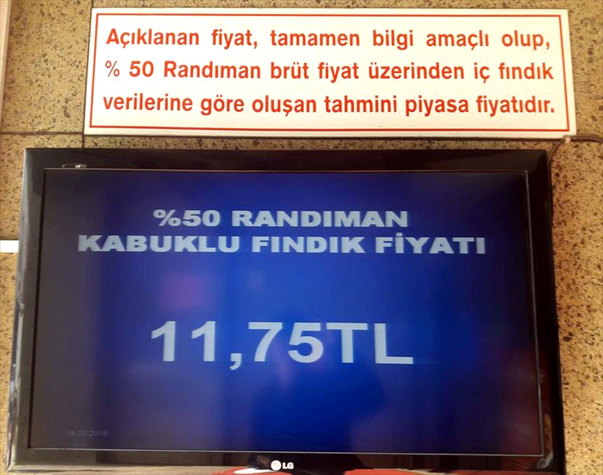 Fındık Fiyatı 12 Liranın Altına Düştü