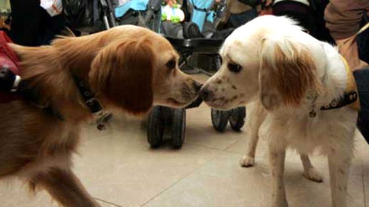 Görüntülü Haber) \'En Güzel Köpek\' Yarışması