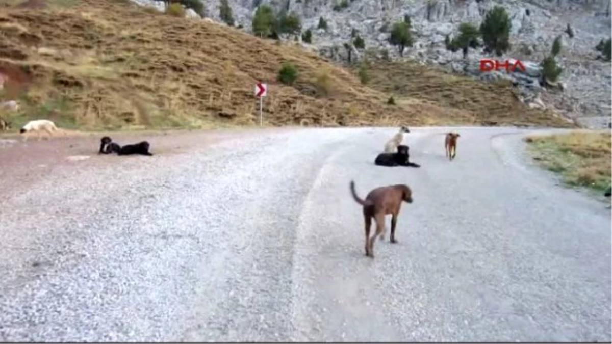 Antalya Köpekler Dağa Terk Edildi 2