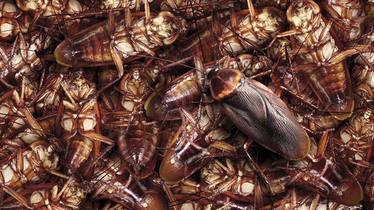 Hapishaneyi Fareler ve Hamam Böcekleri Bastı