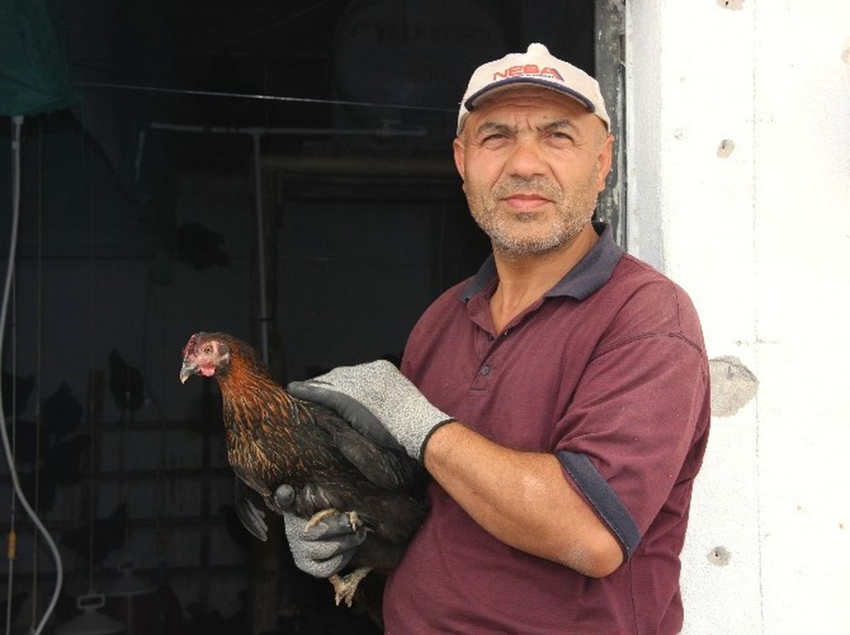Hobi Olarak Başladığı Tavuk Besleme İşini Büyüttü, Çiftlik Kurdu