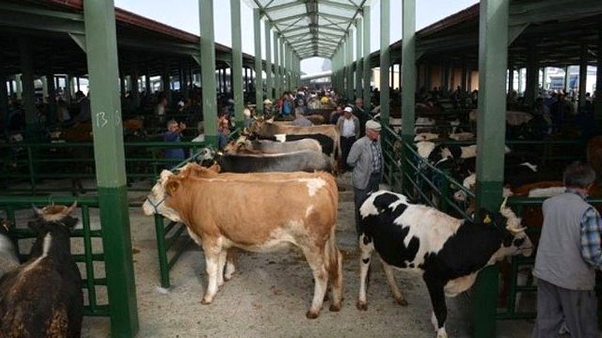 Büyükbaşlarda Şap Hastalığı Görülmesi Üzerine Bazı Köyler Karantinaya Alındı