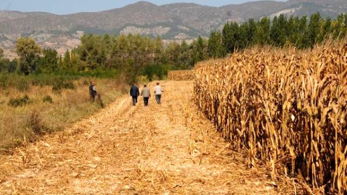 Görüntülü Haber) Tarladan Çaldıkları 19 Ton Mısırı Satmaya Götürürken Yakalandılar