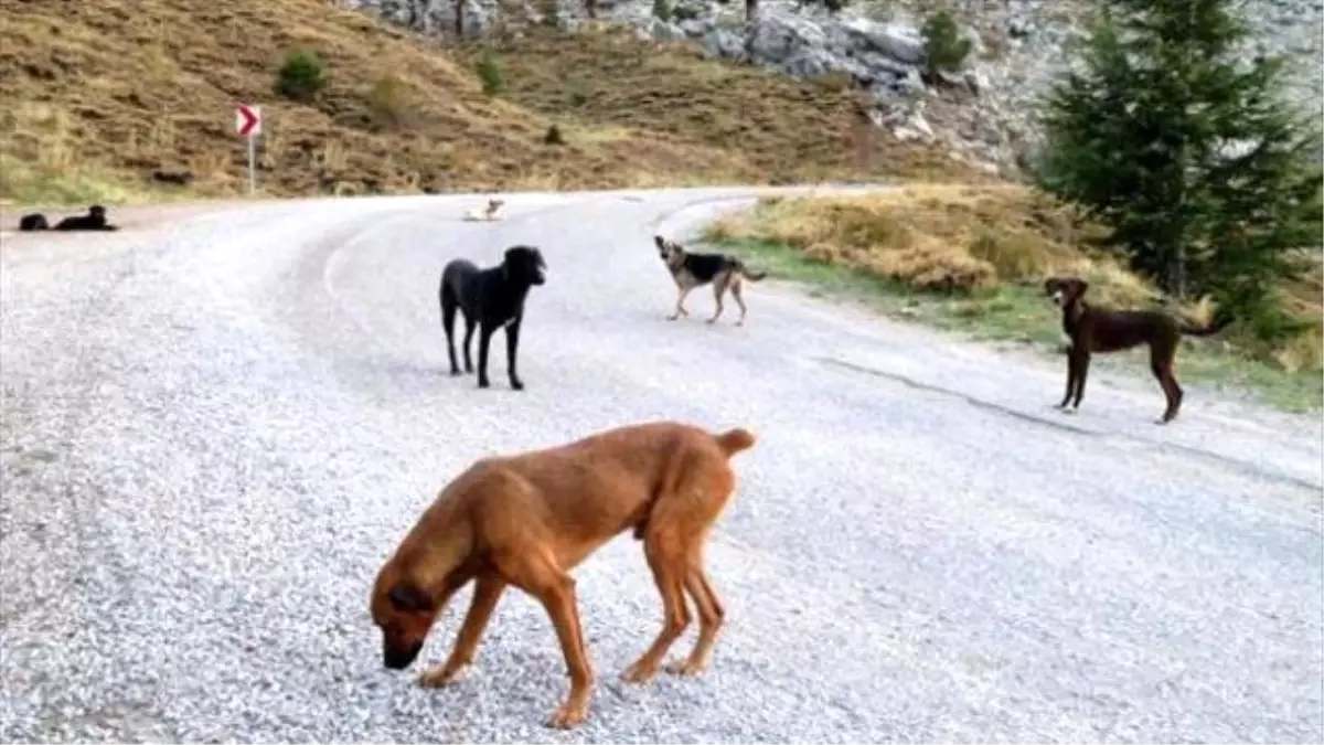 Onlarca Köpek Gidengelmez Dağları\'na Terk Edildi