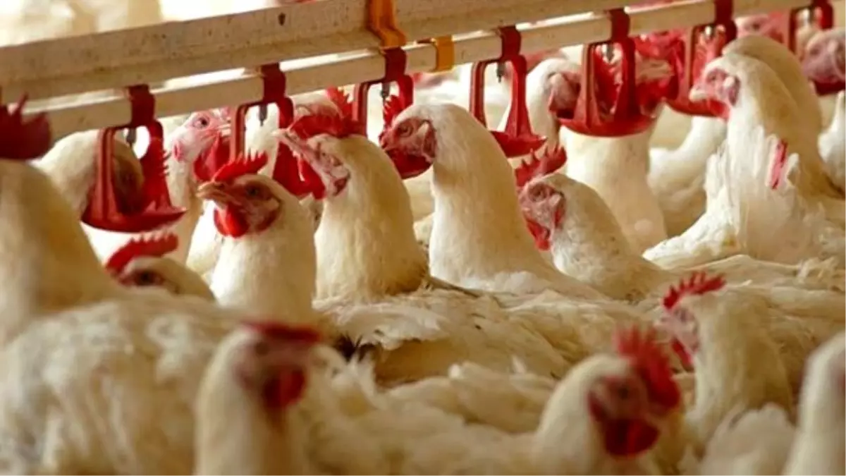 Ordulu Fındık Üreticilerine "Tavuklu" Destek