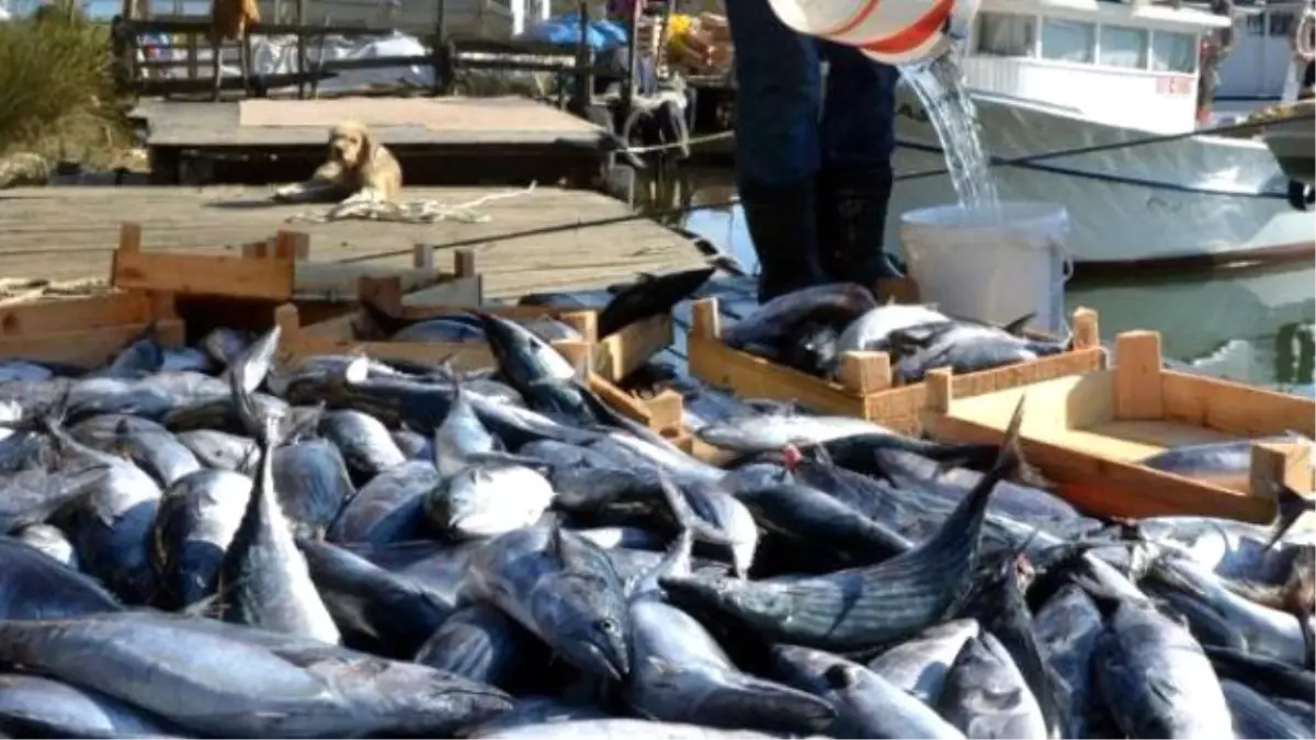 Palamut, Yüz Güldürmeye Devam Edecek'