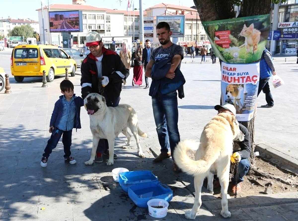 Sivas\'ta Hayvanları Koruma Günü Etkinliği