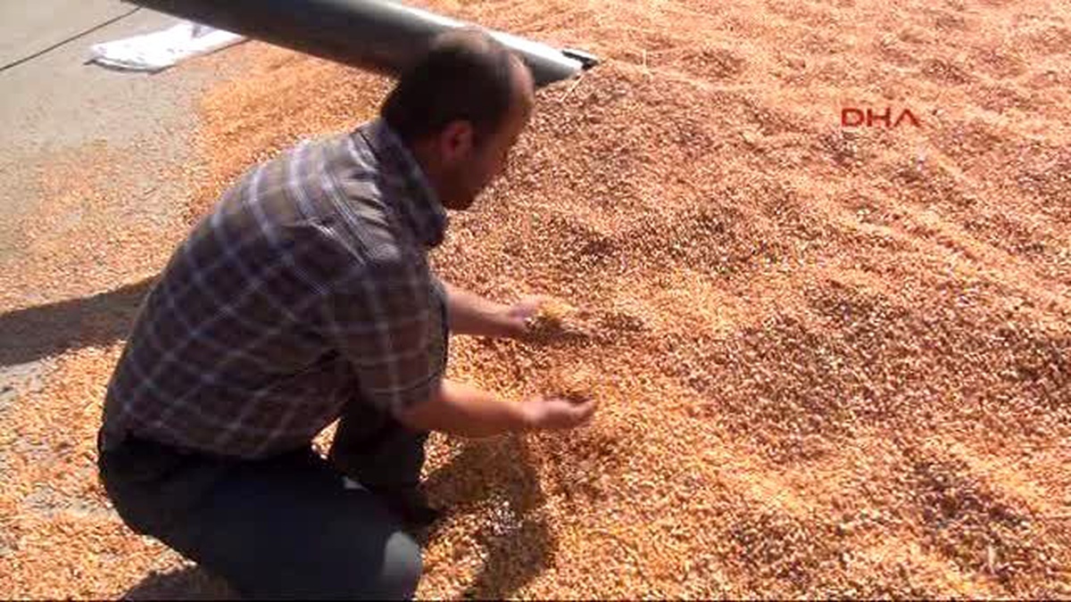 Tokat Tarladan Çaldıkları 19 Ton Mısırı Satmaya Götürürken Yakalandılar