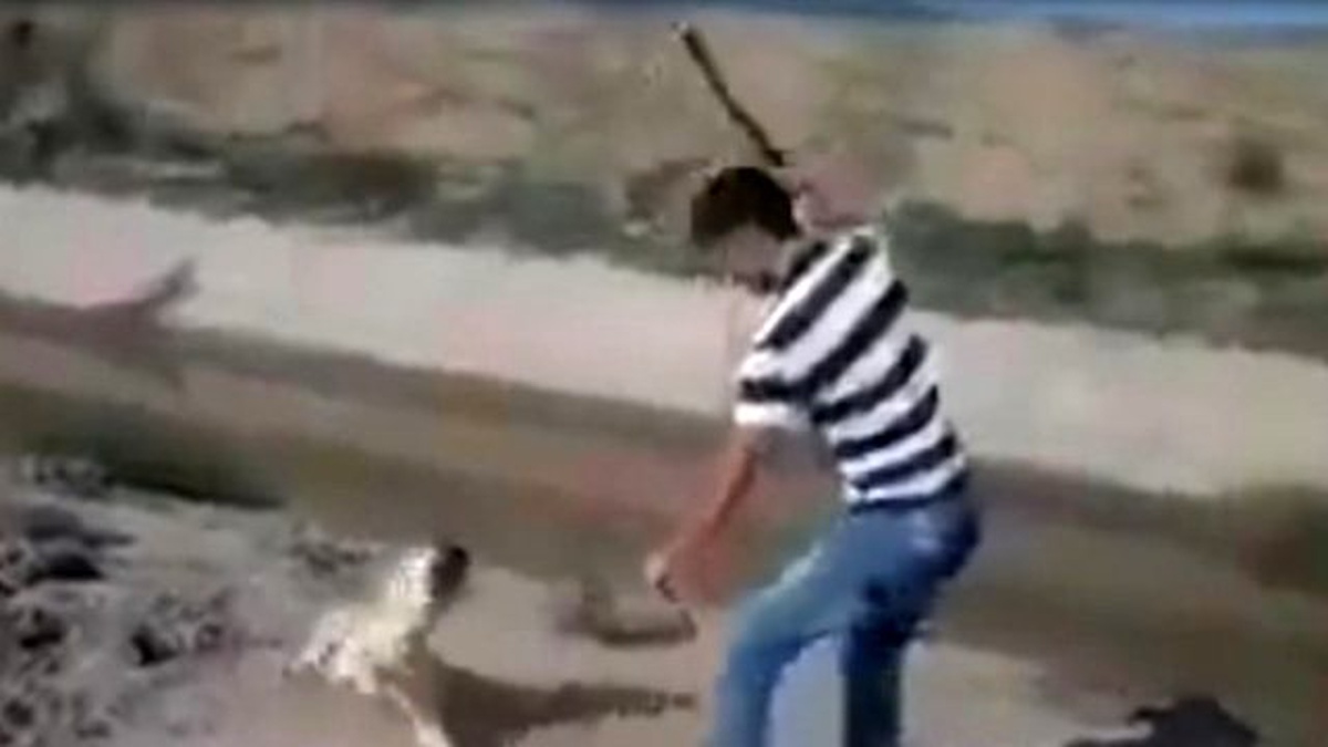 Sopayla Köpeği Döverek Öldürdü (+18)