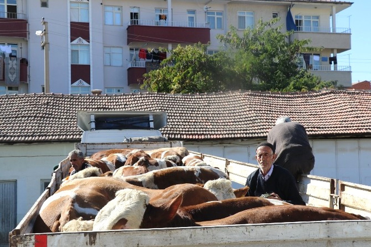 Elazığ\'da Damızlık Boğa Dağıtımı Yapıldı