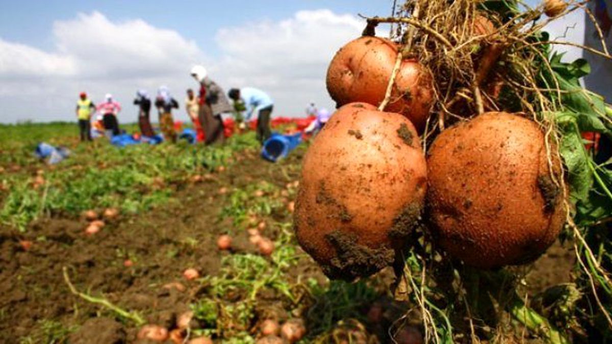Gürpınar\'da Patates Hasadı Başladı