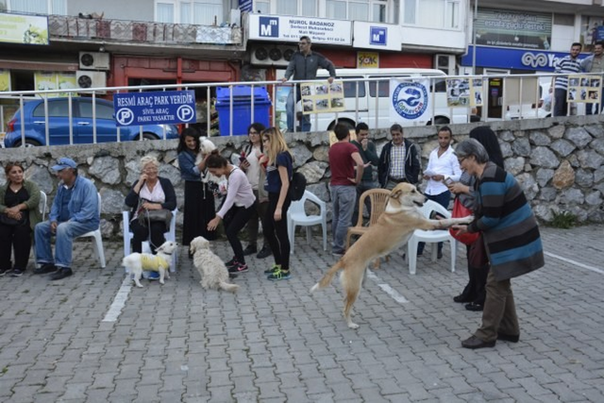 Hayvanları Koruma Günü\'nde Hayvanlara Yapılan Şiddete Dikkat Çekildi