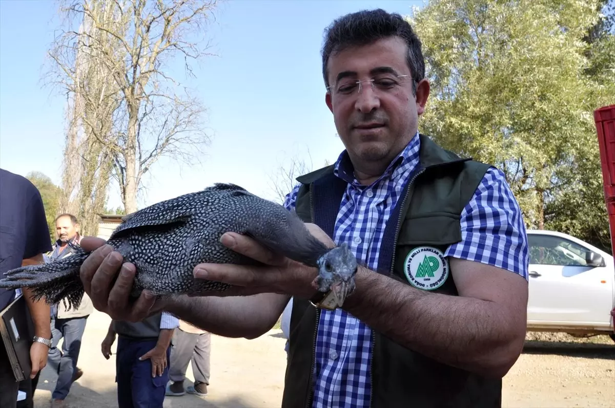 Kene ile Mücadele İçin Köylüye Beç Tavuğu Dağıtıldı