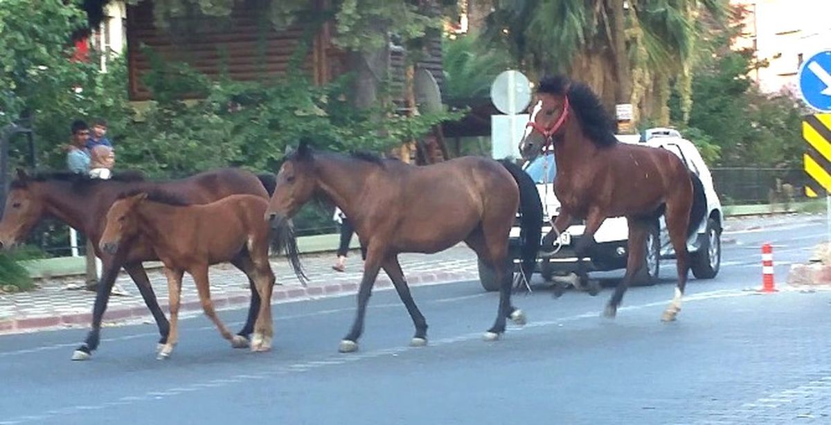 Atlar Trafikte Şahlanarak Gidiyor