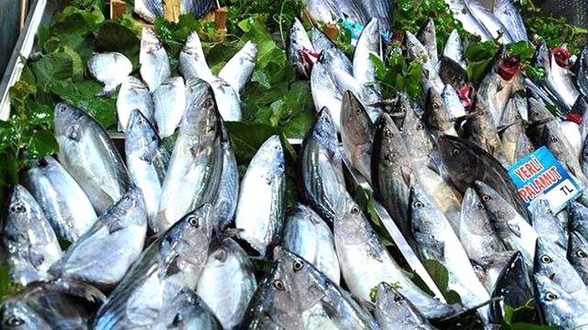 Samsun\'da Balık Fiyatları