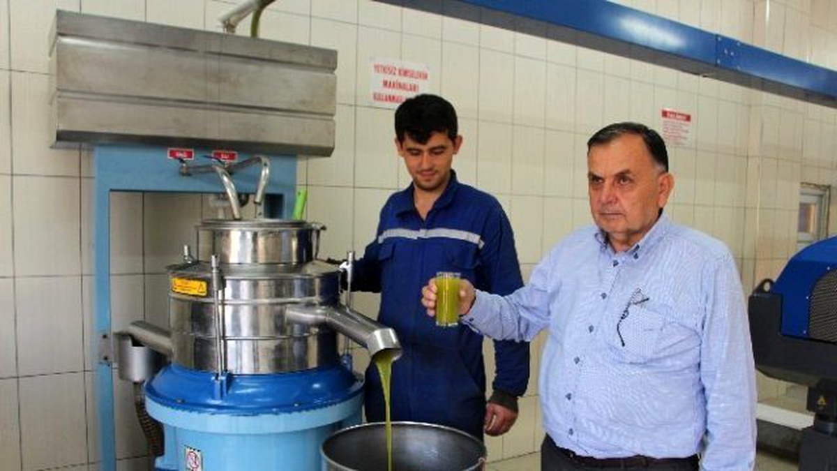Sezonun İlk Zeytinleri, Yağa Dönüşmeye Başladı