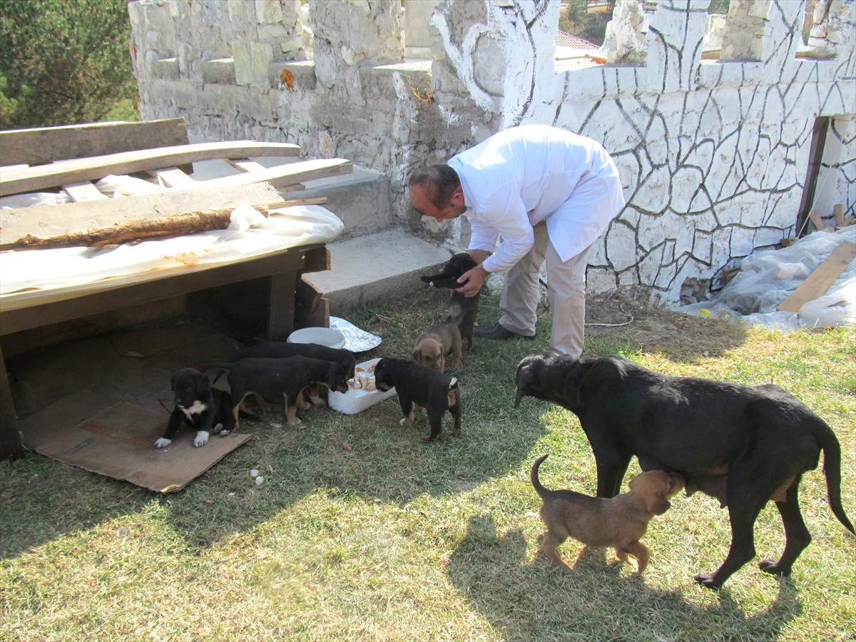Yavru Köpekleri Sahiplenecek Biri Aranıyor